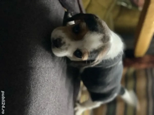 vand 2 catelusi rasa Beagle - imagine 3