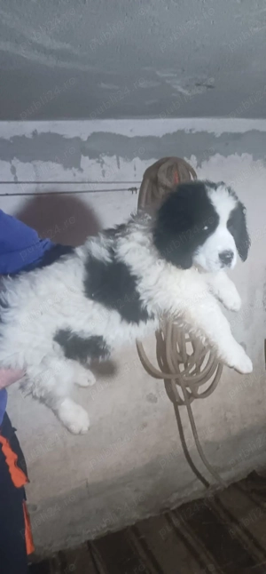 CRB.7Saptamani  - imagine 3