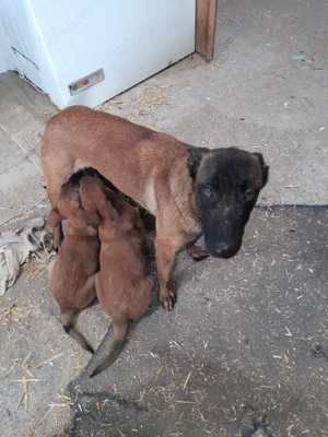 Ciobanesc Belgian Malinois