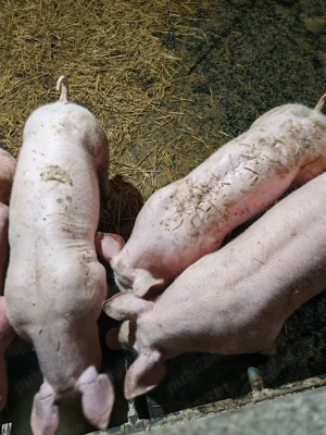 Purcei de vanzare - imagine 2