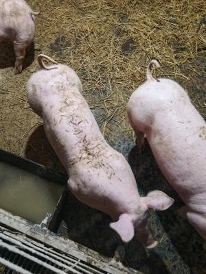 Purcei de vanzare - imagine 3