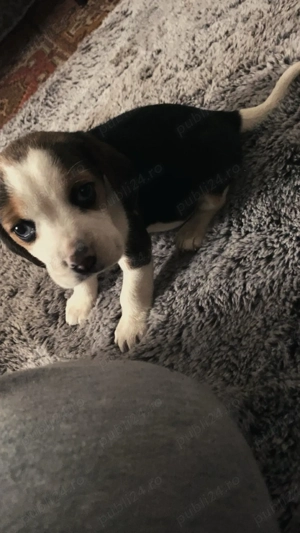 vand 2 catelusi rasa Beagle - imagine 5