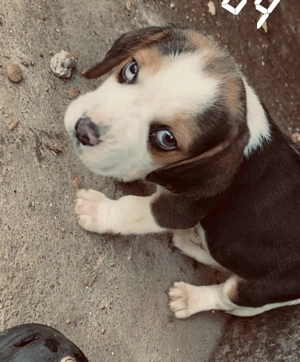 vand 2 catelusi rasa Beagle - imagine 4