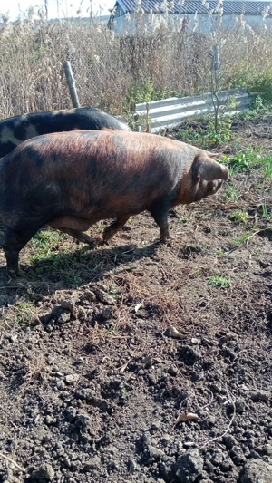 de vanzare  - imagine 2