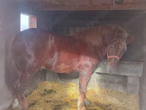 Vand Minz Doi Anii. - imagine 2