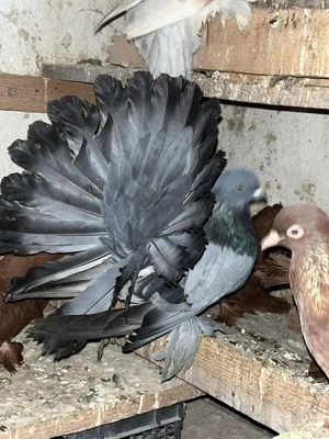 Porumbei voltati indieni maturi