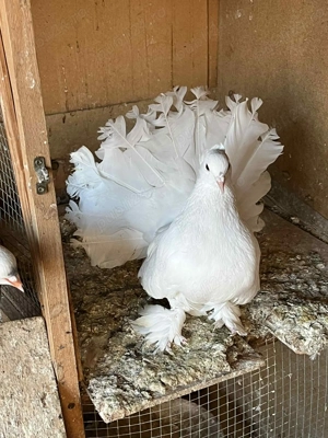 Porumbei voltati indieni maturi - imagine 2