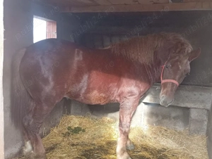 Vand Minz Doi Anii. - imagine 3