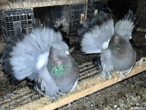 Porumbei voltati indieni maturi - imagine 4