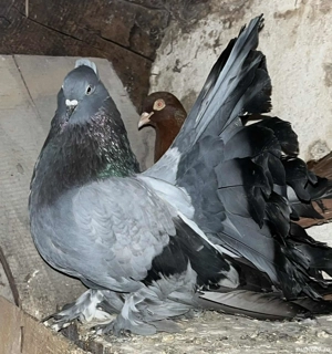 Porumbei voltati indieni maturi - imagine 5