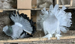 Porumbei voltati indieni maturi - imagine 3