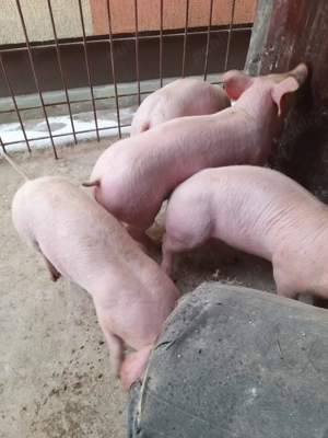 Purcei Landras - imagine 4