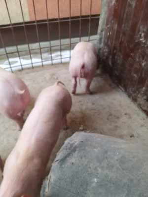 Purcei Landras - imagine 2