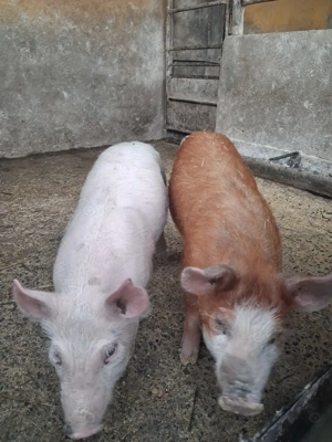 de vânzare 1 mascul și 1 scrofiță ofer transport 