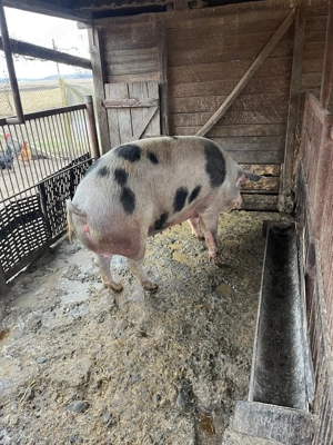 De vanzare  porc de carne 