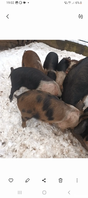 Porci  de vanzare  . - imagine 2