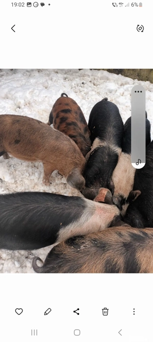 Porci  de vanzare  . - imagine 3