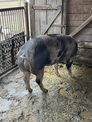 De vanzare porci tineri de carne 