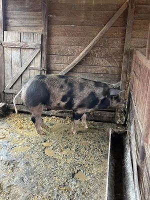 De vanzare  porc de carne  - imagine 4