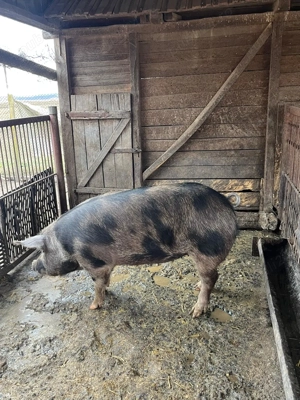 De vanzare  porc de carne  - imagine 3