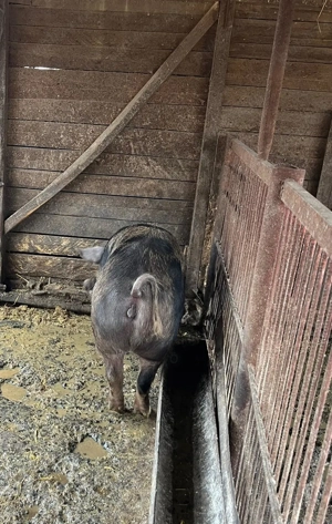 De vanzare  porc de carne  - imagine 2