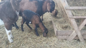 Vând ieduță Anglo Nubiană din primăvară 2025 - imagine 2