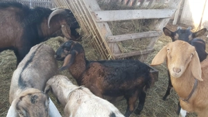 Vând ieduță Anglo Nubiană din primăvară 2025 - imagine 4