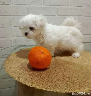 Vand pui bishon maltez talie mica baietel