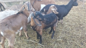 Vând ieduță Anglo Nubiană din primăvară 2025 - imagine 3