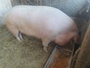 Vand un porc de 170-180kg  - imagine 2