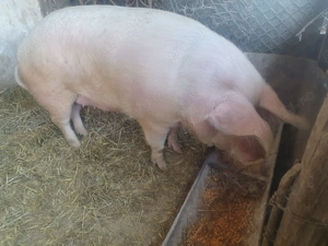 Vand un porc de 170-180kg 