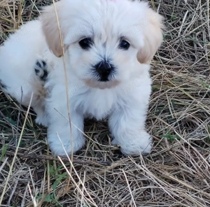 Vand bishon maltez talie mica 7 saptamani baietel