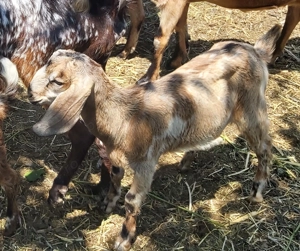 Vând Țăpişor Anglo Nubian, din primăvară 2025 - imagine 3