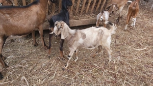 Vând Țăpişor Anglo Nubian, din primăvară 2025