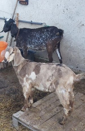 Vând Țăpişor Anglo Nubian, din primăvară 2025 - imagine 4