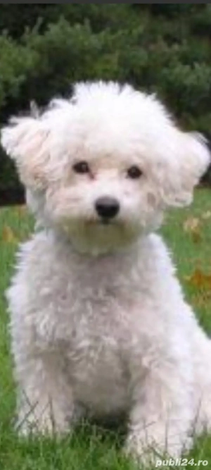 Bichon frise