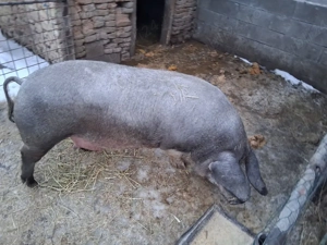 Vind sau schimb  - imagine 2