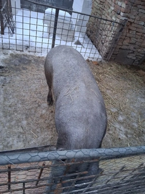 Vind sau schimb  - imagine 3