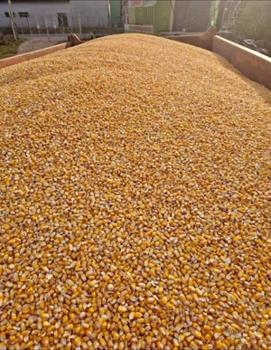 Livrăm porumb boabe la destinație porumb uscat curat se poate deserta la fața locui