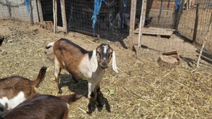 Vând țăpişor metis Anglo Nubian - imagine 2