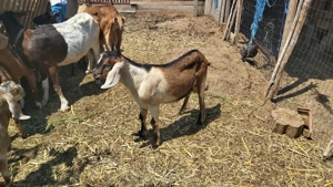 Vând țăpişor metis Anglo Nubian