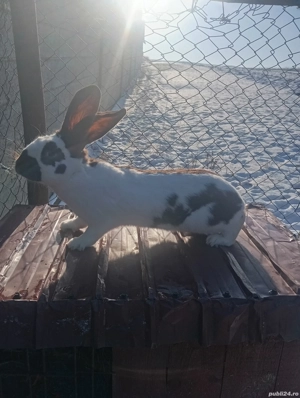 de vânzare  - imagine 2