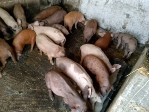 purcei  7 10 săptămâni  - imagine 2