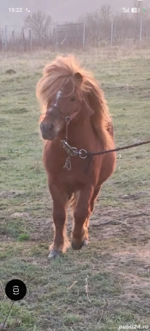 vând ponei armăsar  - imagine 3