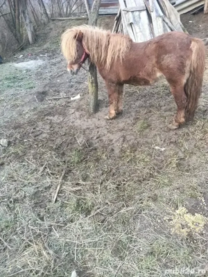 vând ponei armăsar 