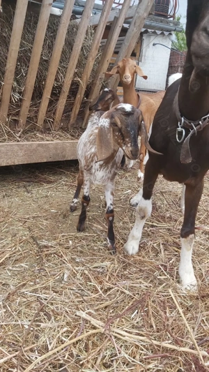 REZERVATĂ până în 31.01Vând ieduțâ Anglo Nubiană, din primăvara 2025 - imagine 4