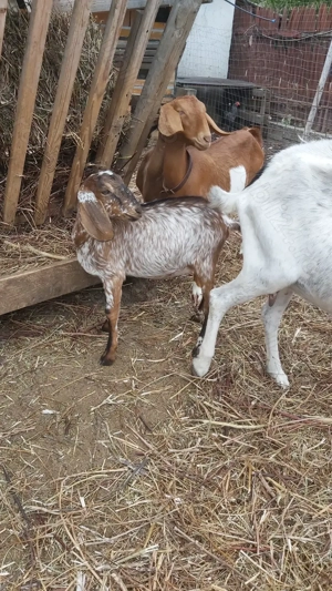 REZERVATĂ până în 31.01Vând ieduțâ Anglo Nubiană, din primăvara 2025 - imagine 3