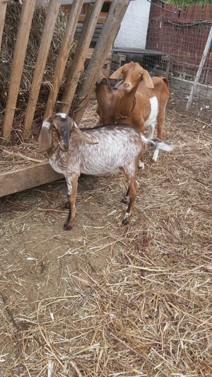 REZERVATĂ până în 31.01Vând ieduțâ Anglo Nubiană, din primăvara 2025 - imagine 2