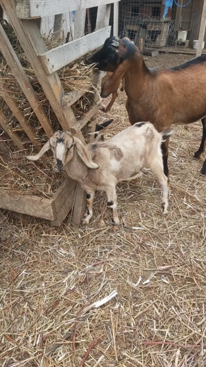 Vând Țăpişor Anglo Nubian, din primăvară 2025 - imagine 2