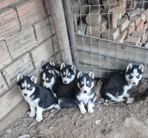 Pui de rasa husky siberian